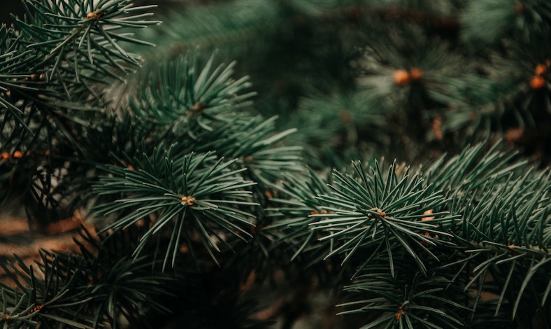 Christmas Tree Needles