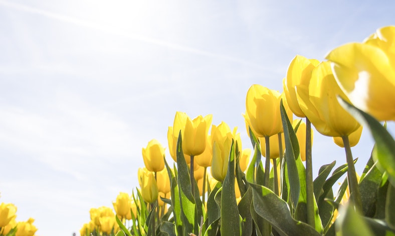 Spring Flowers Spring Flowers